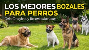 bozales para perros guia completa y recomendaciones