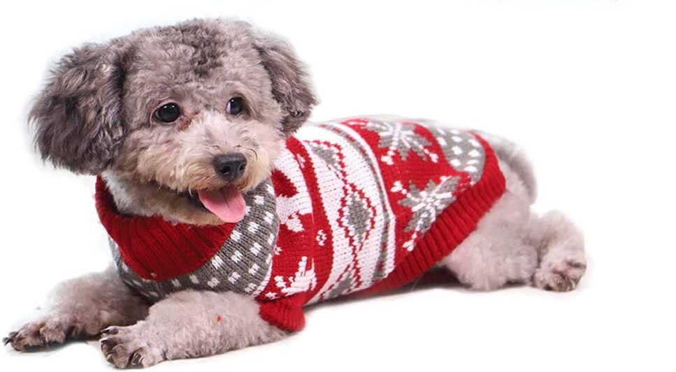 Viste a Peludo con Estilo Navideño: Las Tendencias Más Adorables en Moda Canina para Esta Temporada Festiva